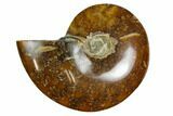 Polished, Agatized Ammonite (Cleoniceras) - Madagascar #164142-1